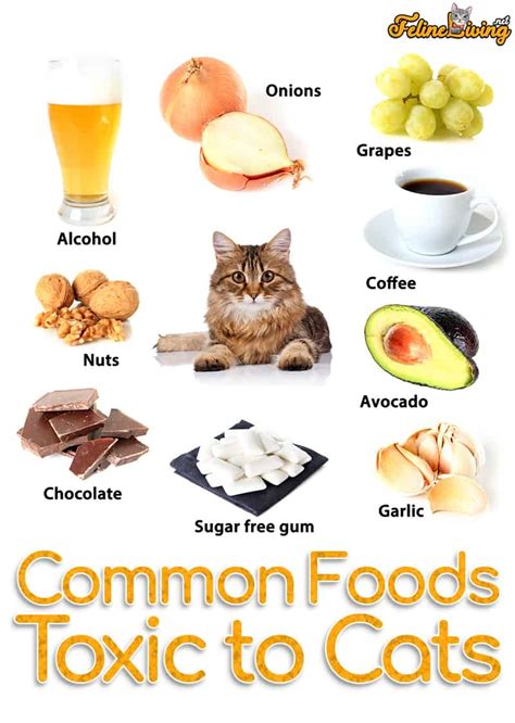  One of the most common food items that cause your cat to become sick is milk